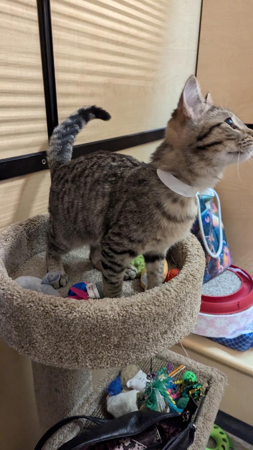 Enlarge Henry, a ADOPTABLE Tabby in Noblesville, IN image 4/6