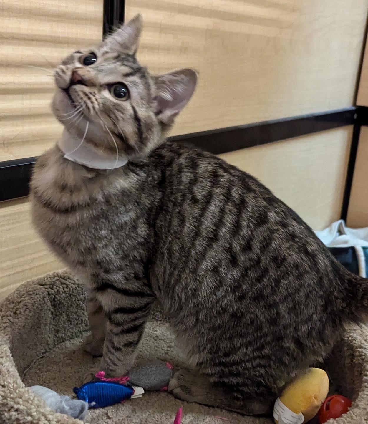 Enlarge Henry, a ADOPTABLE Tabby in Noblesville, IN image 5/6