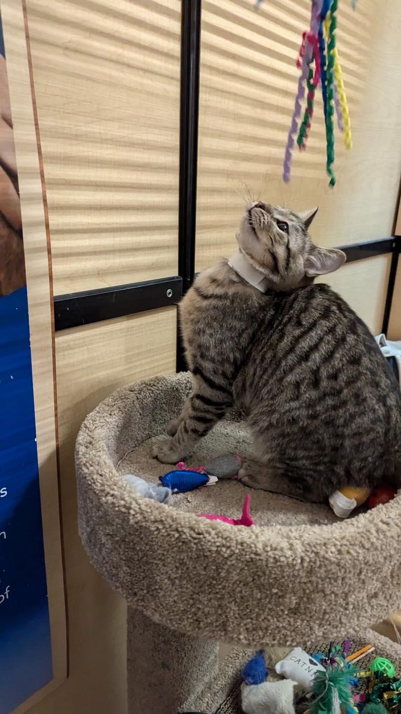 Enlarge Henry, a ADOPTABLE Tabby in Noblesville, IN image 2/6