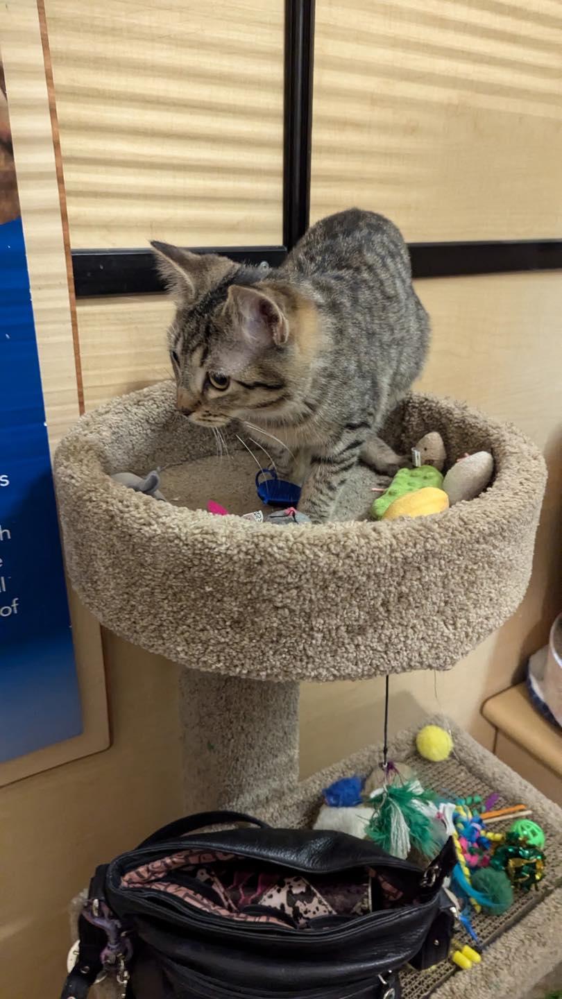 Enlarge Henry, a ADOPTABLE Tabby in Noblesville, IN image 6/6