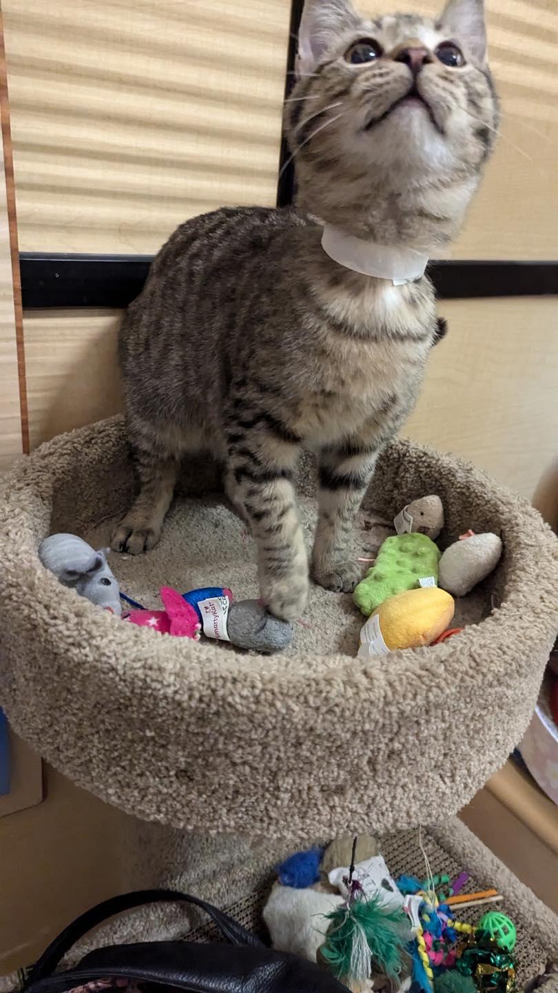 Enlarge Henry, a ADOPTABLE Tabby in Noblesville, IN image 3/6