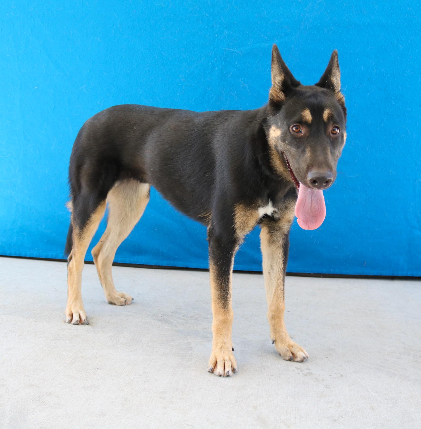 Enlarge DAKOTA, a Adoptable German Shepherd Dog in Pasadena, CA image 1/2