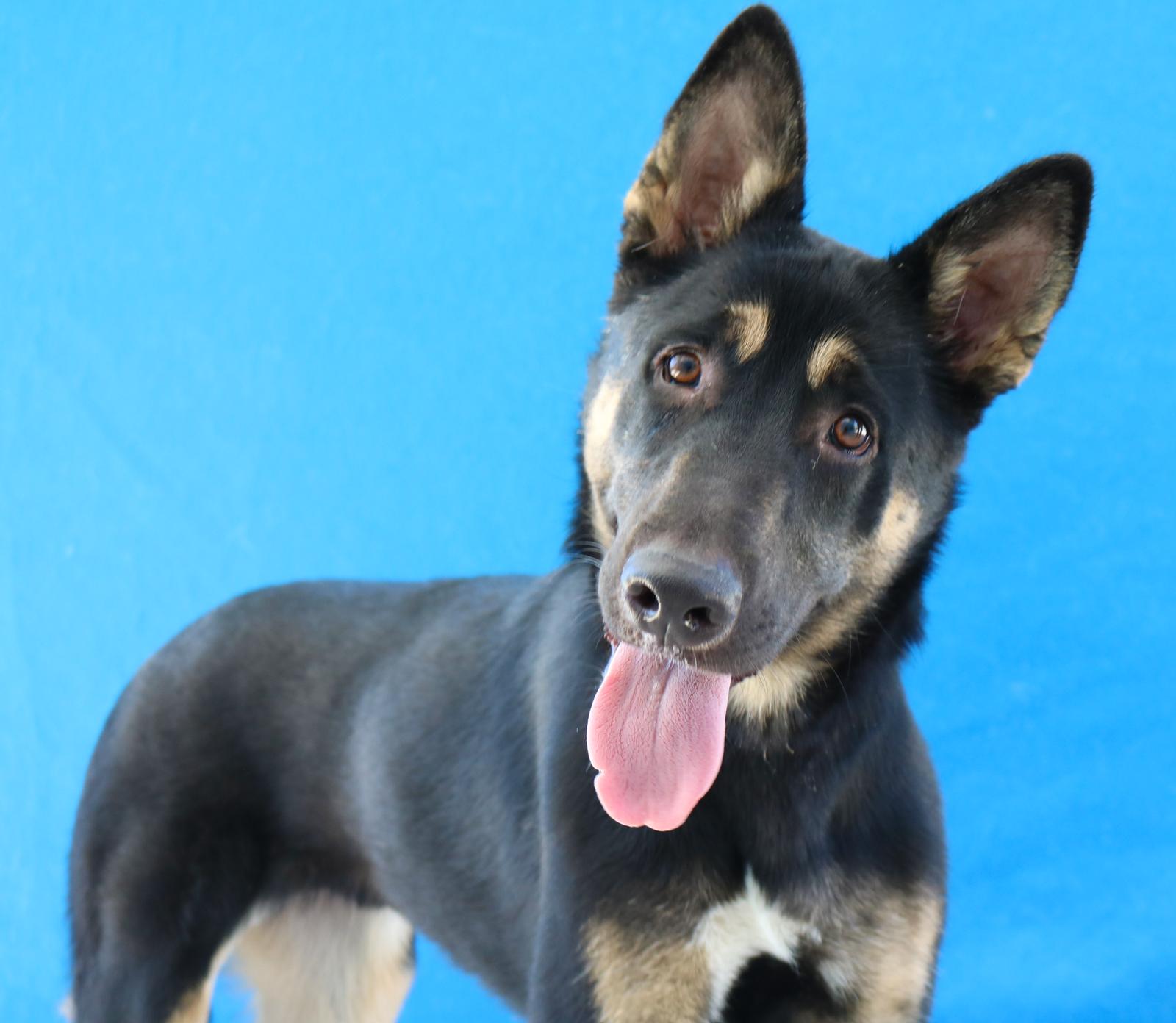 Enlarge DAKOTA, a Adoptable German Shepherd Dog in Pasadena, CA image 2/2