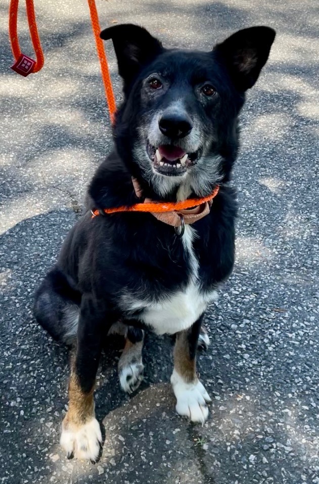 River, Adoptable, Adult Male Border Collie & Labrador Retriever.
