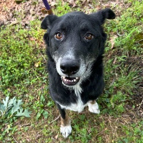 River, a Adoptable mixed breed in Warren, NJ image 2/6