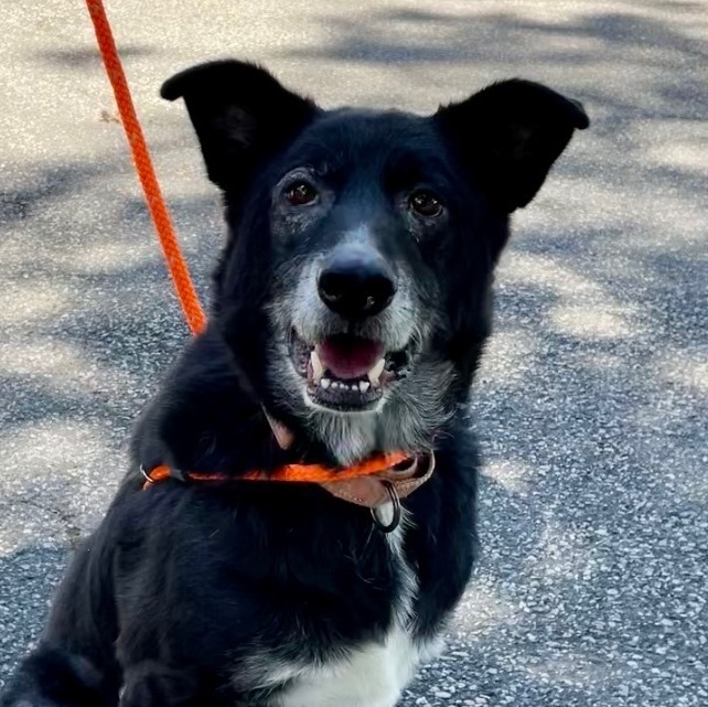 River, a Adoptable mixed breed in Warren, NJ image 3/6