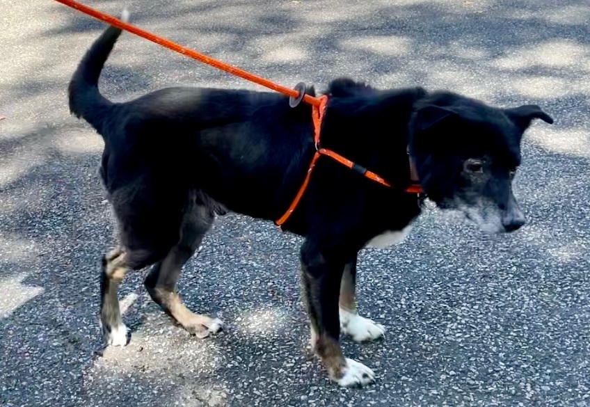 River, a Adoptable mixed breed in Warren, NJ image 4/6