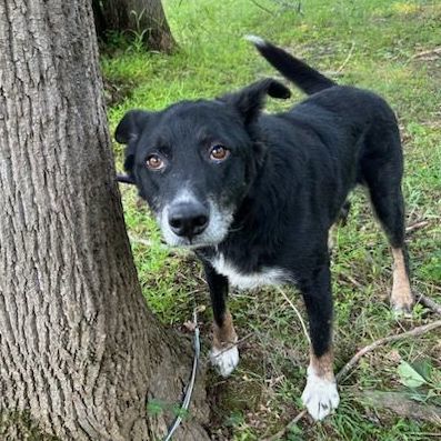 River, a Adoptable mixed breed in Warren, NJ image 5/6
