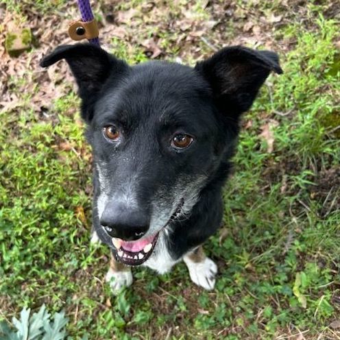 River, a Adoptable mixed breed in Warren, NJ image 6/6