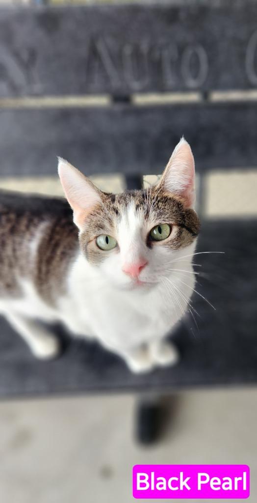 Enlarge Black Pearl, a ADOPTABLE Domestic Short Hair in New Philadelphia, OH image 1/1