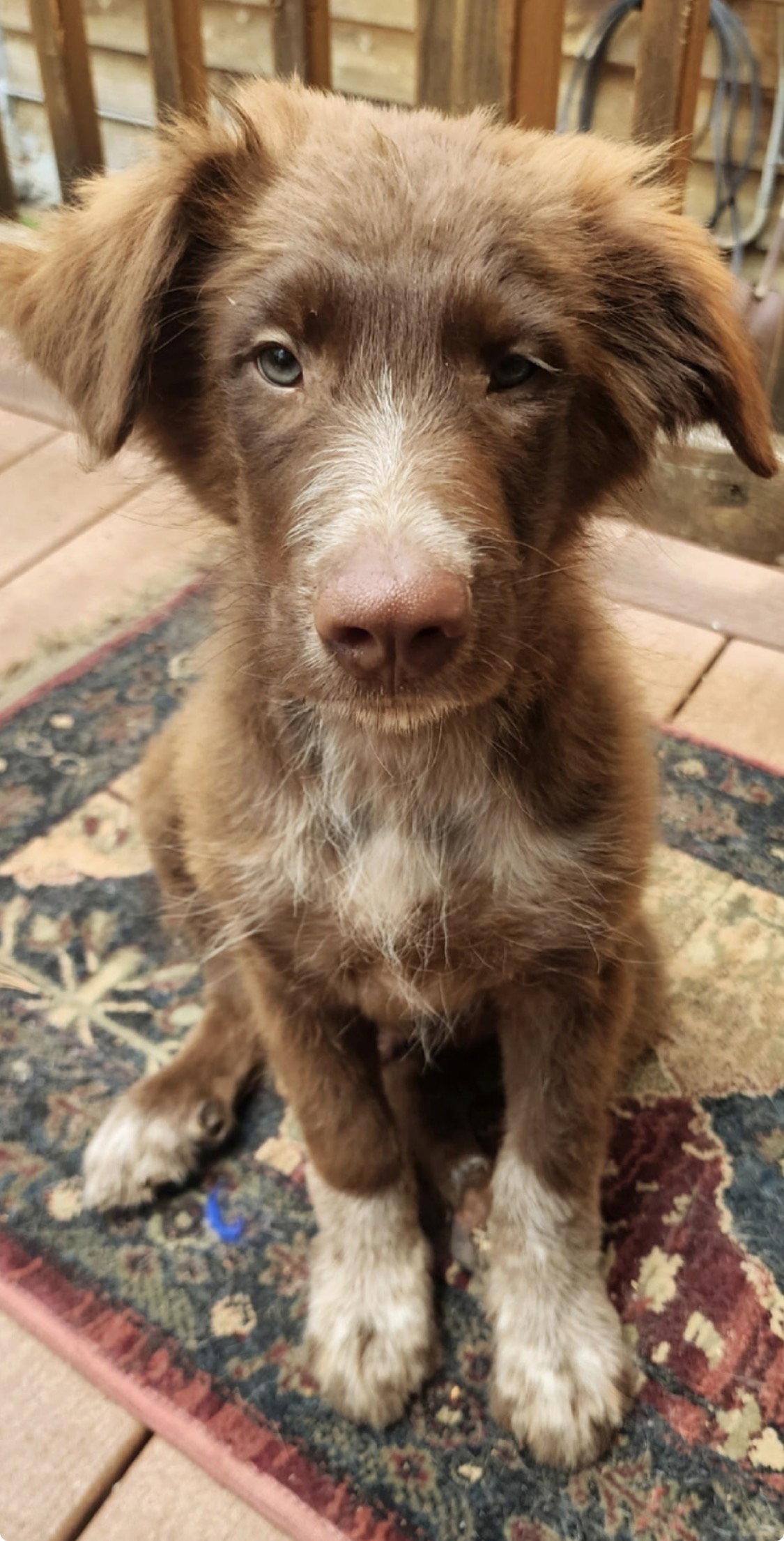 Enlarge Mork, a Adoptable mixed breed in Rancho Cucamonga, CA image 1/1