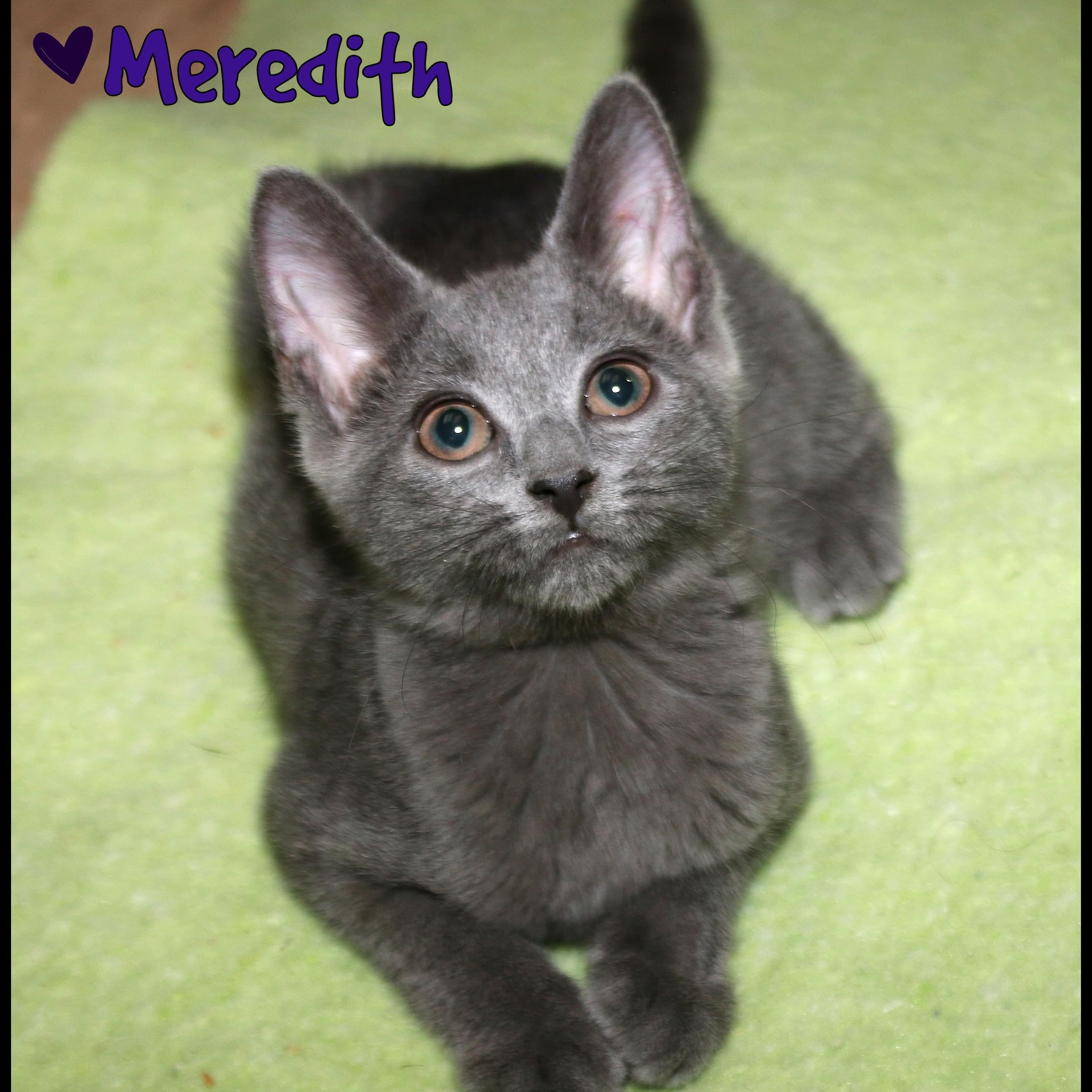 Enlarge Meredith, a Adoptable Domestic Short Hair in Shippenville, PA image 1/1