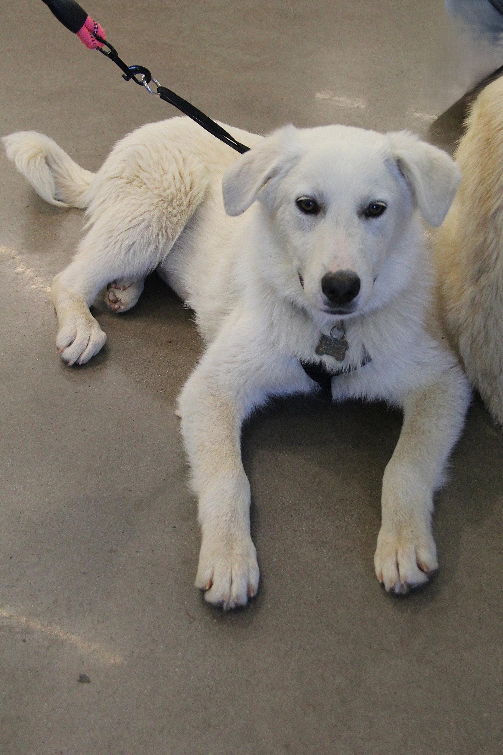 Elowen, Adoptable, Young Female Mixed Breed.