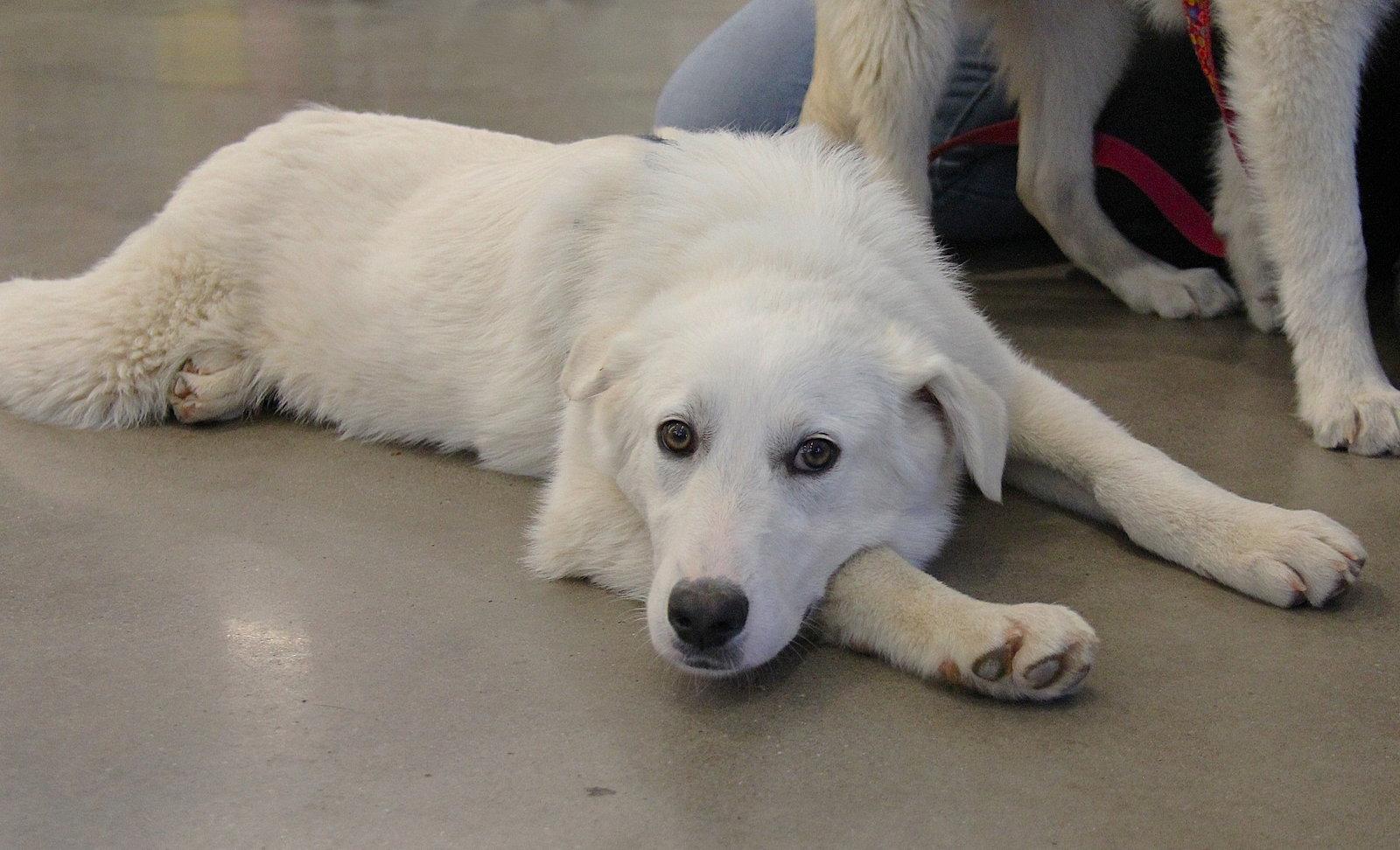 Enlarge Elowen, a Adoptable Mixed Breed in Charlotte, NC image 2/3