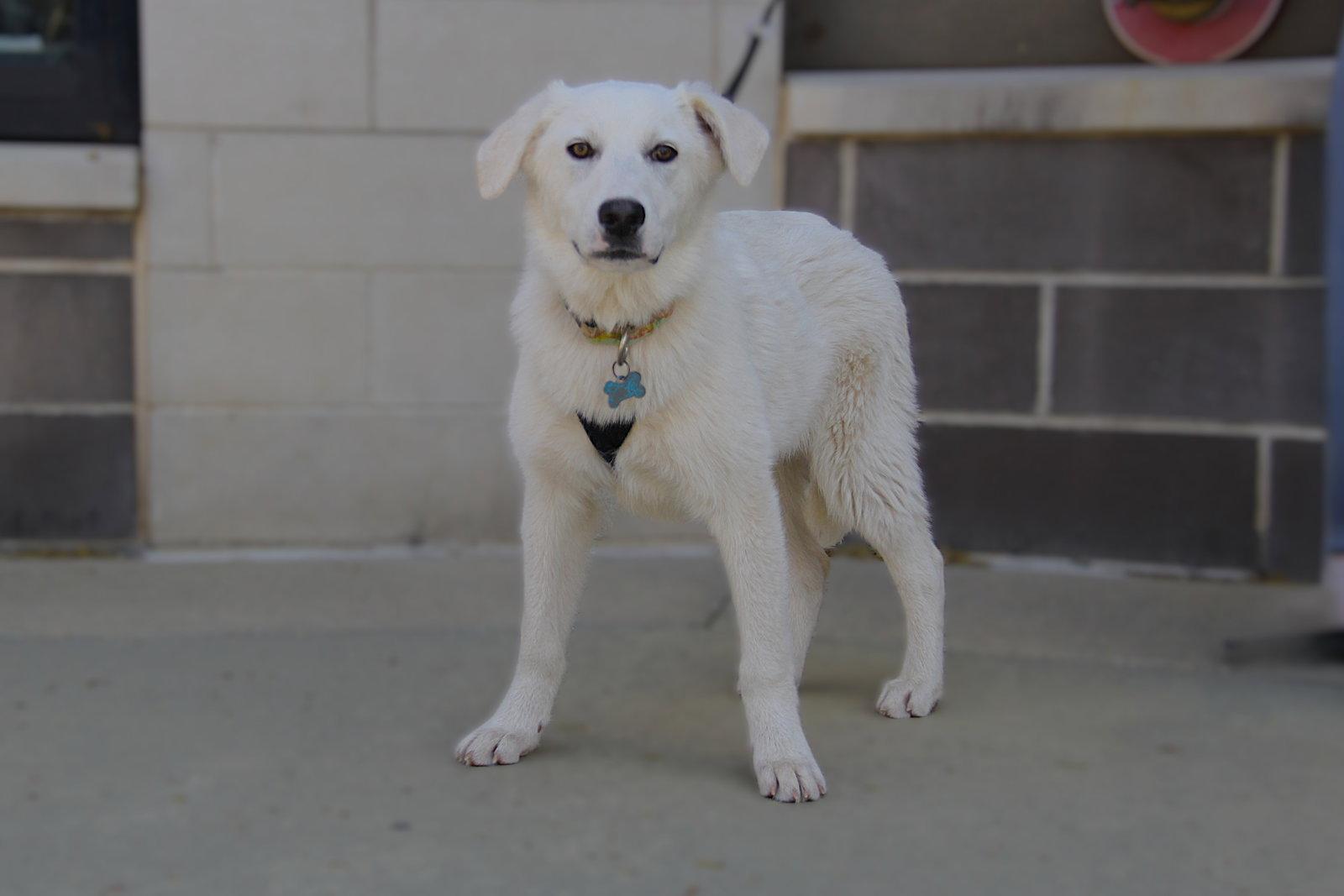 Enlarge Elowen, a Adoptable Mixed Breed in Charlotte, NC image 3/3