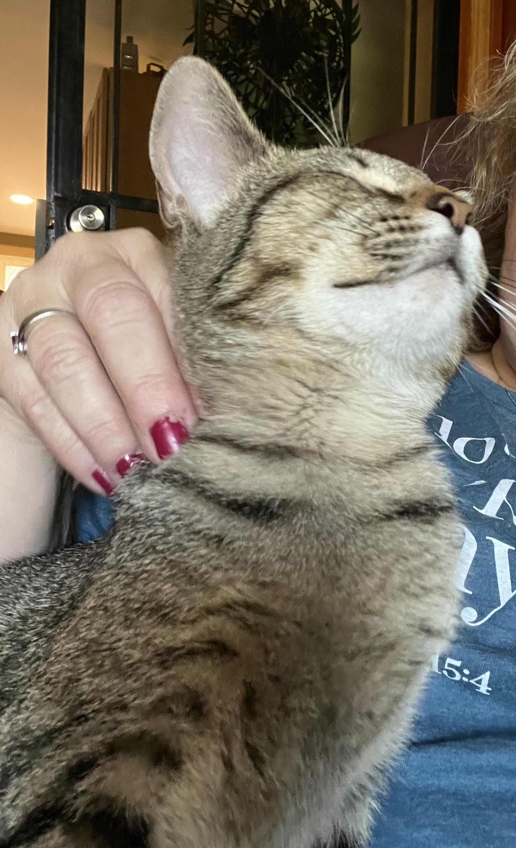 Enlarge Maisey, a ADOPTABLE Domestic Short Hair in Murfreesboro, TN image 2/4