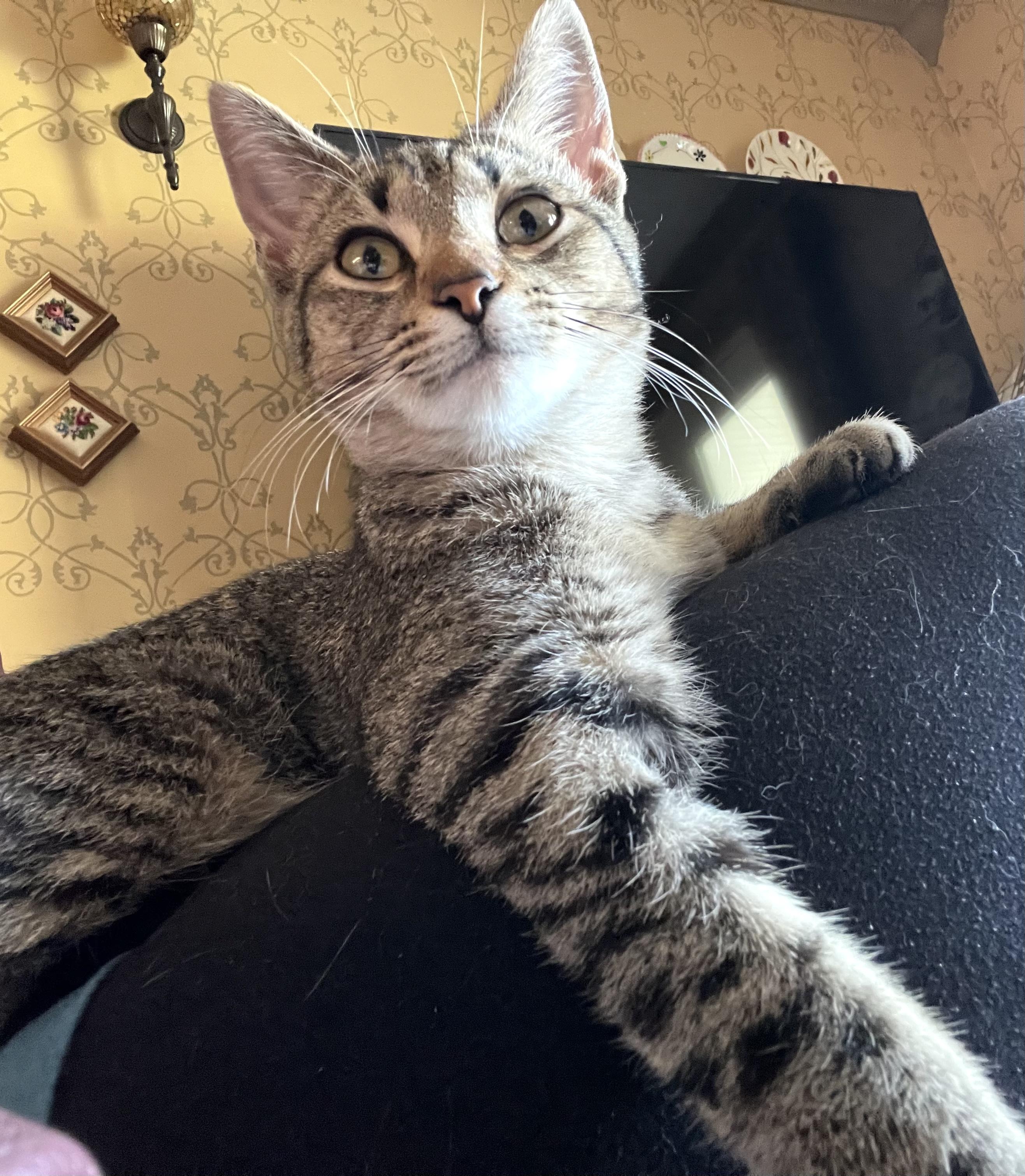 Enlarge Maisey, a ADOPTABLE Domestic Short Hair in Murfreesboro, TN image 1/4