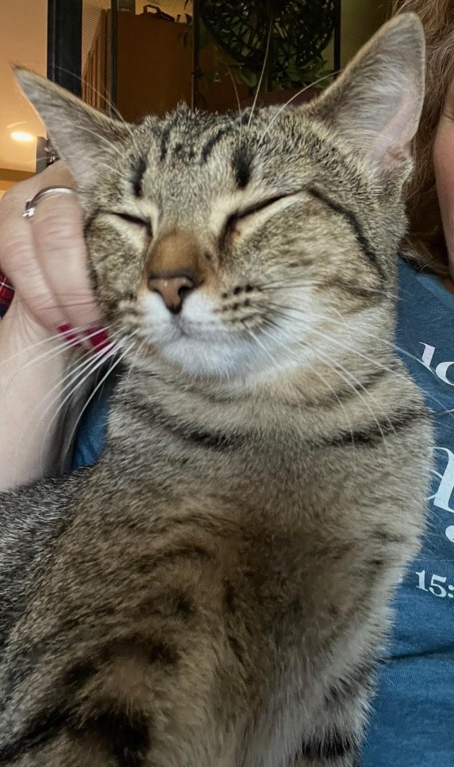 Enlarge Maisey, a ADOPTABLE Domestic Short Hair in Murfreesboro, TN image 3/4