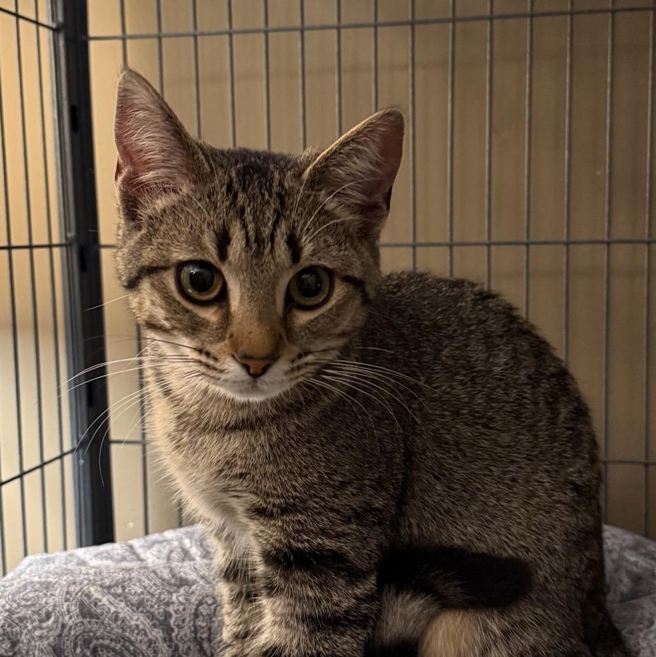 Maisey, ADOPTABLE, Kitten Female Domestic Short Hair.