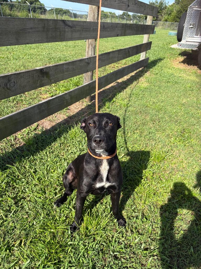 Jack Black, Adoptable, Puppy Male Terrier.