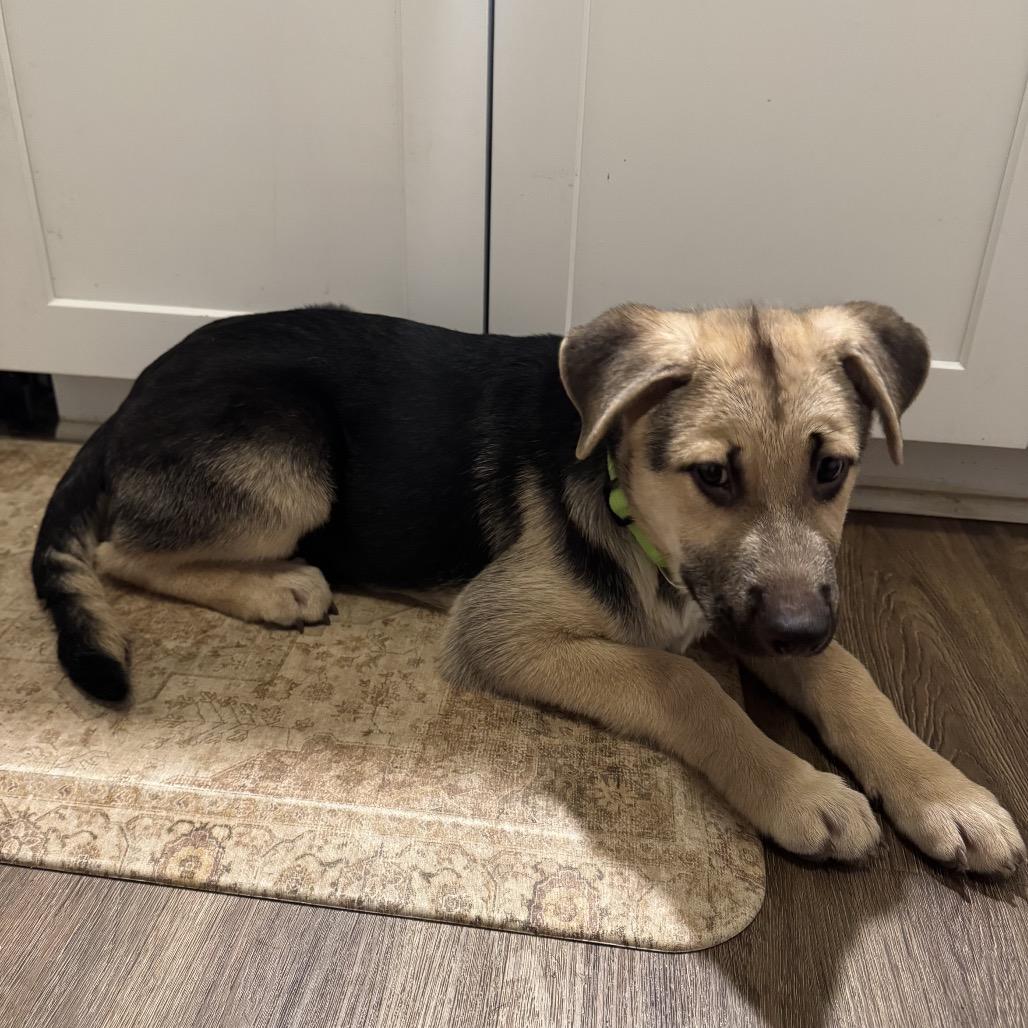 Tommy, Adoptable, Puppy Male German Shepherd Dog & Mixed Breed.