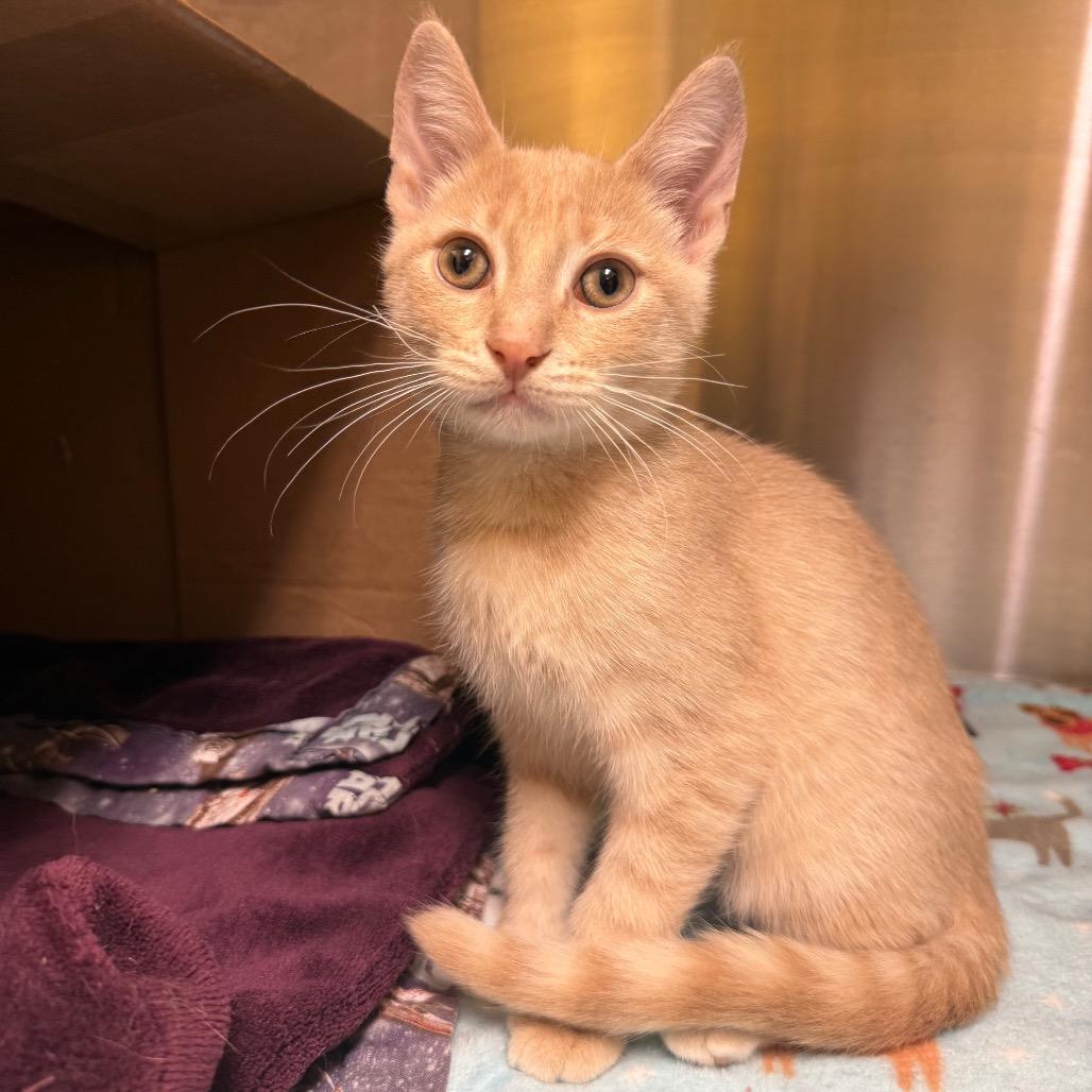 Enlarge Melon, a Adopted Domestic Short Hair in Fenton, MI image 2/2