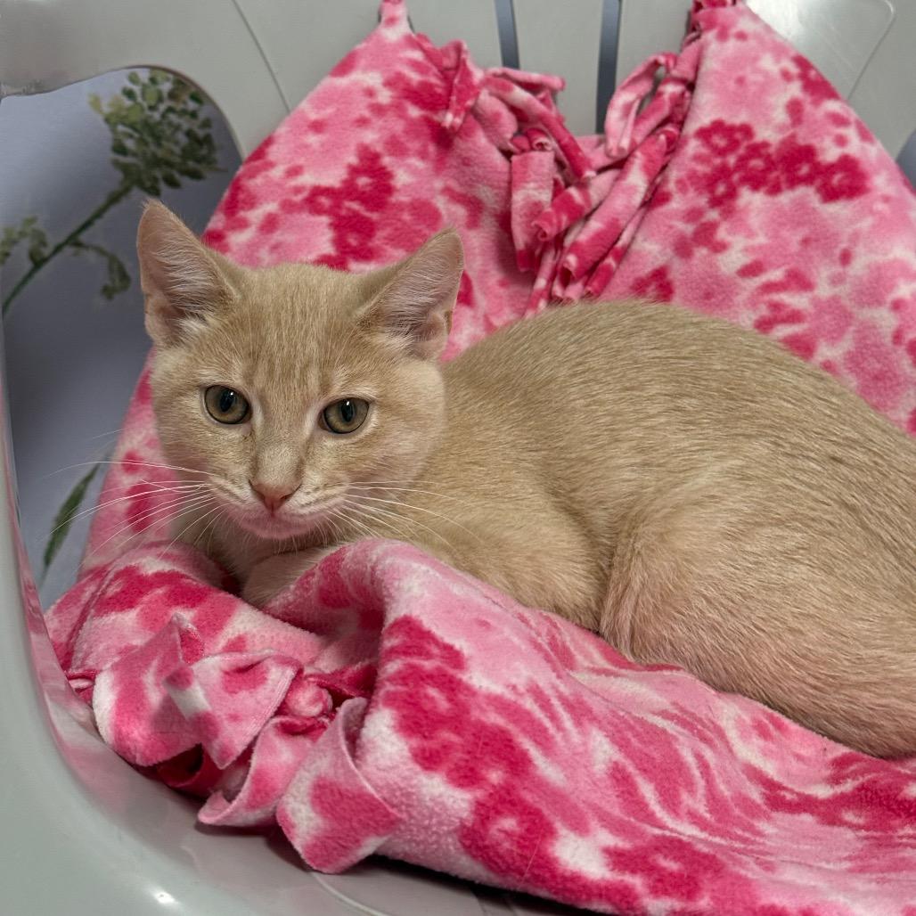 Melon, Adopted, Kitten Male Domestic Short Hair.