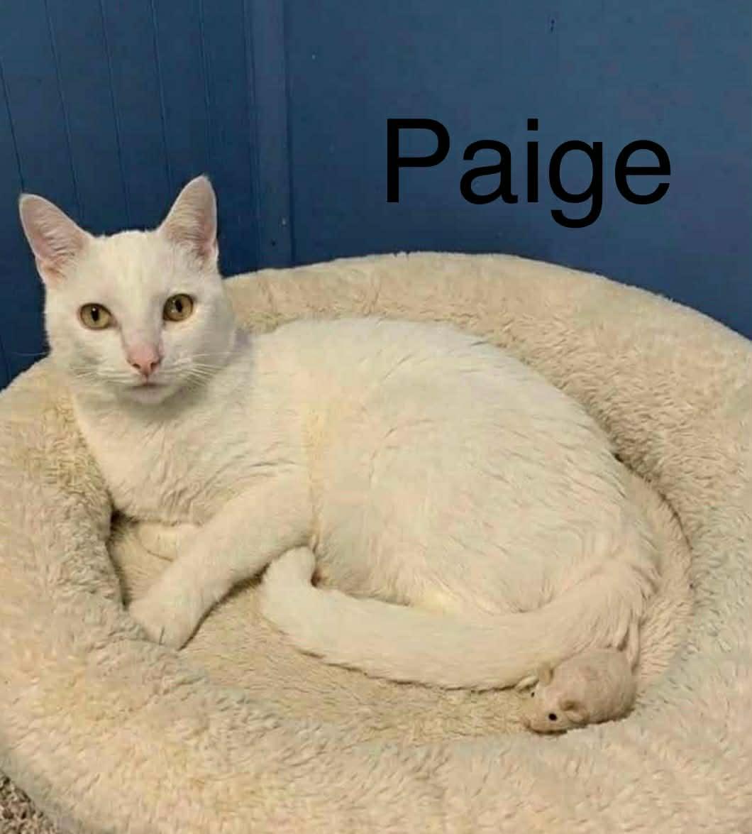 Enlarge Paige & Cain ** DeClawed ** @ Livonia PetSmart, a Adoptable Domestic Short Hair in Livonia, MI image 2/6