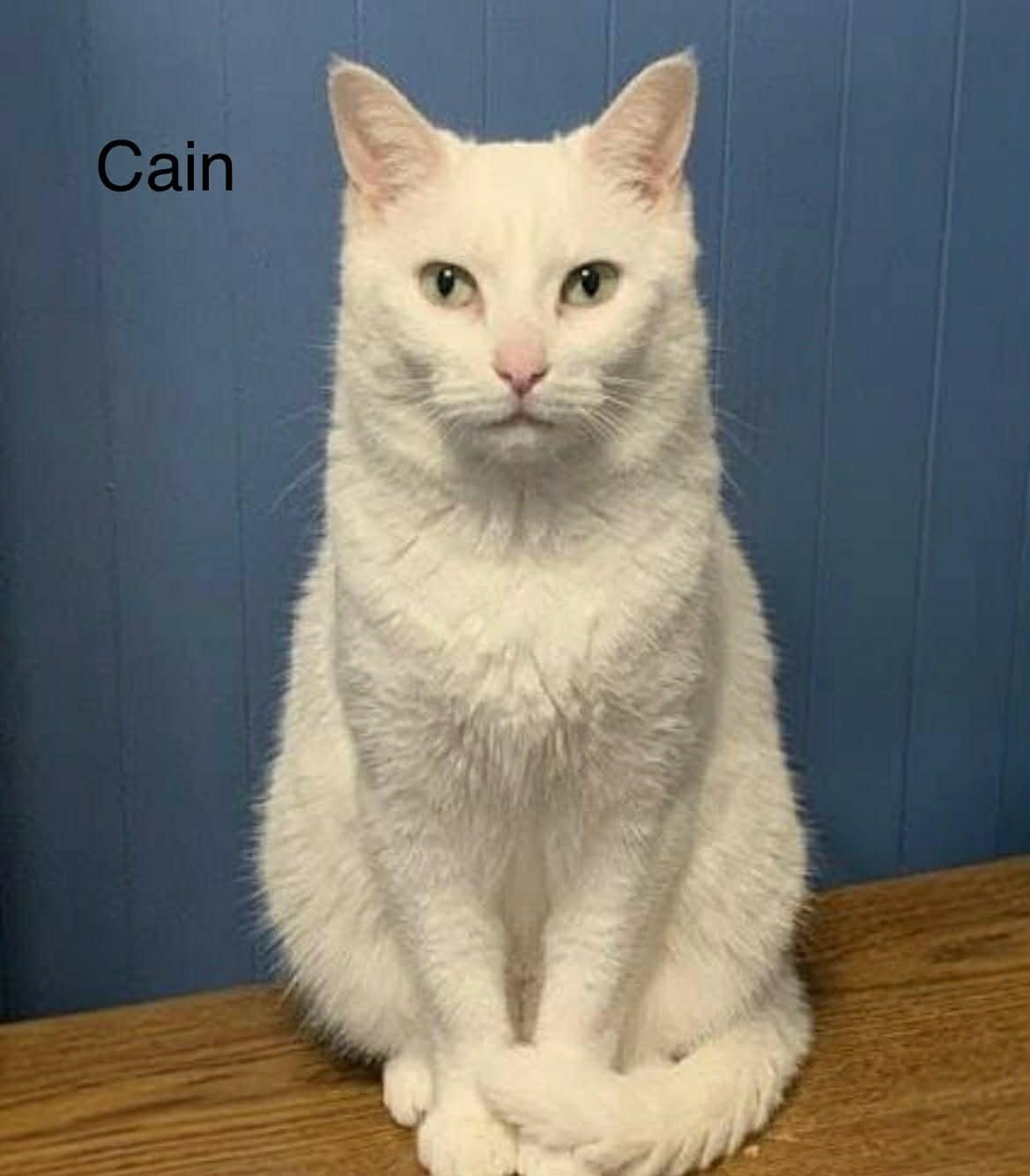 Enlarge Paige & Cain ** DeClawed ** @ Livonia PetSmart, a Adoptable Domestic Short Hair in Livonia, MI image 4/6