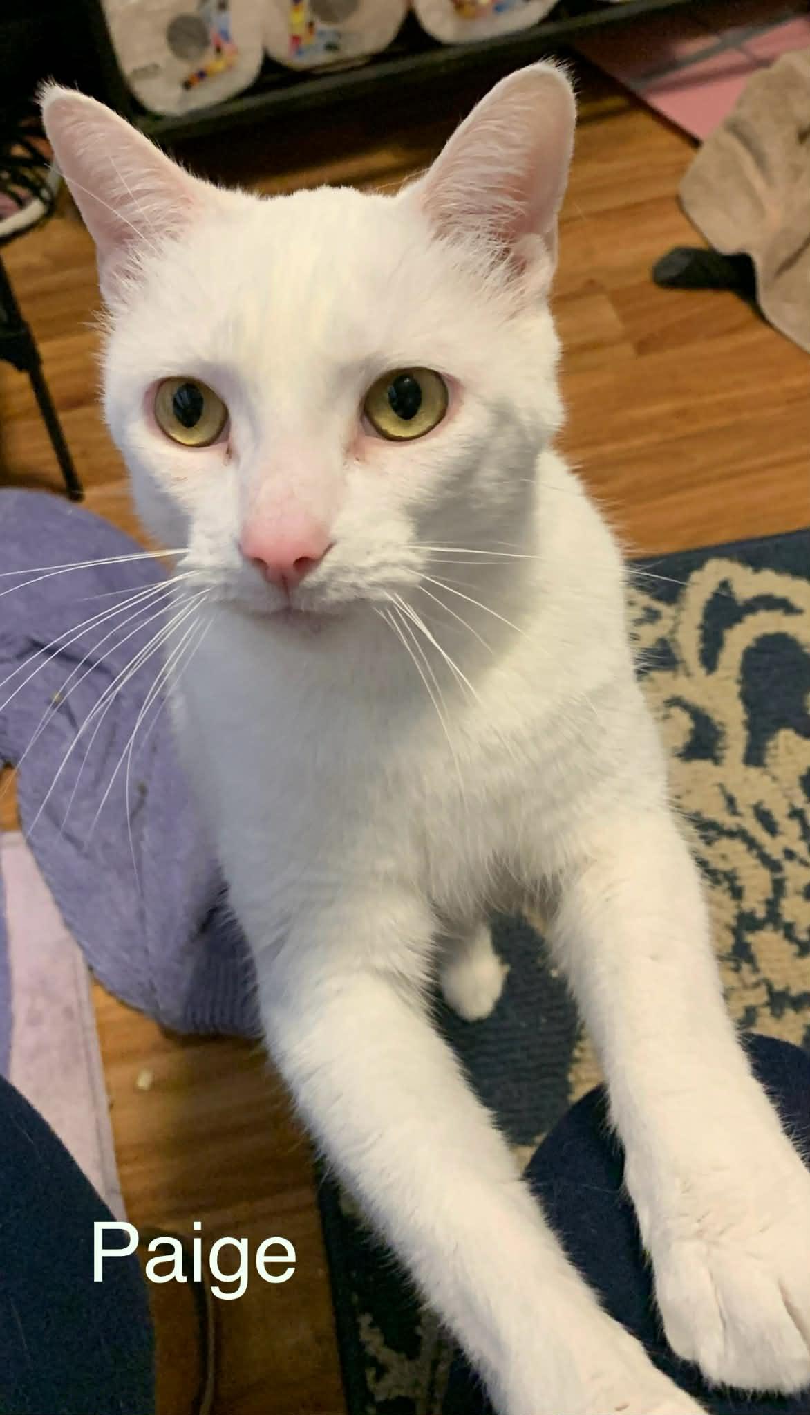 Enlarge Paige & Cain ** DeClawed ** @ Livonia PetSmart, a Adoptable Domestic Short Hair in Livonia, MI image 3/6