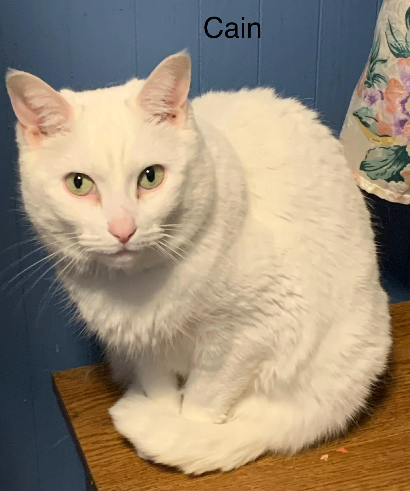 Enlarge Paige & Cain ** DeClawed ** @ Livonia PetSmart, a Adoptable Domestic Short Hair in Livonia, MI image 5/6