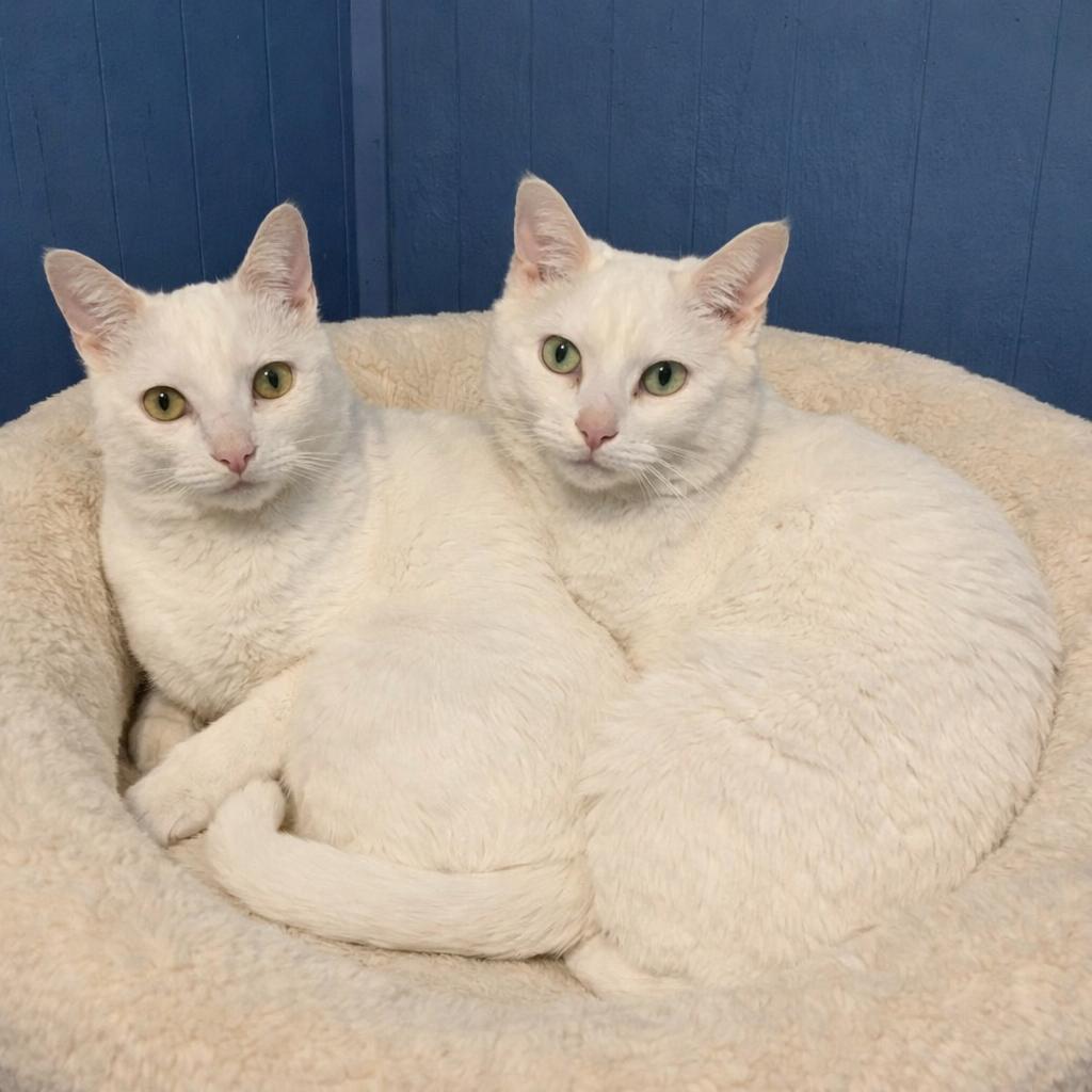 Enlarge Paige & Cain ** DeClawed ** @ Livonia PetSmart, a Adoptable Domestic Short Hair in Livonia, MI image 1/6