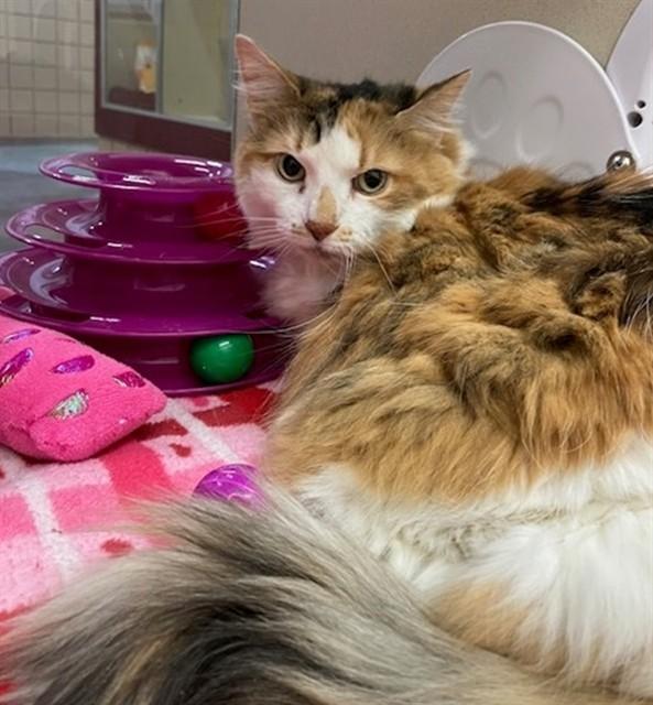 SAMANTHA, Adoptable, Senior Female Domestic Long Hair.