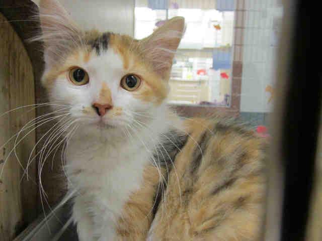 SAMANTHA, Adoptable, Senior Female Domestic Long Hair.