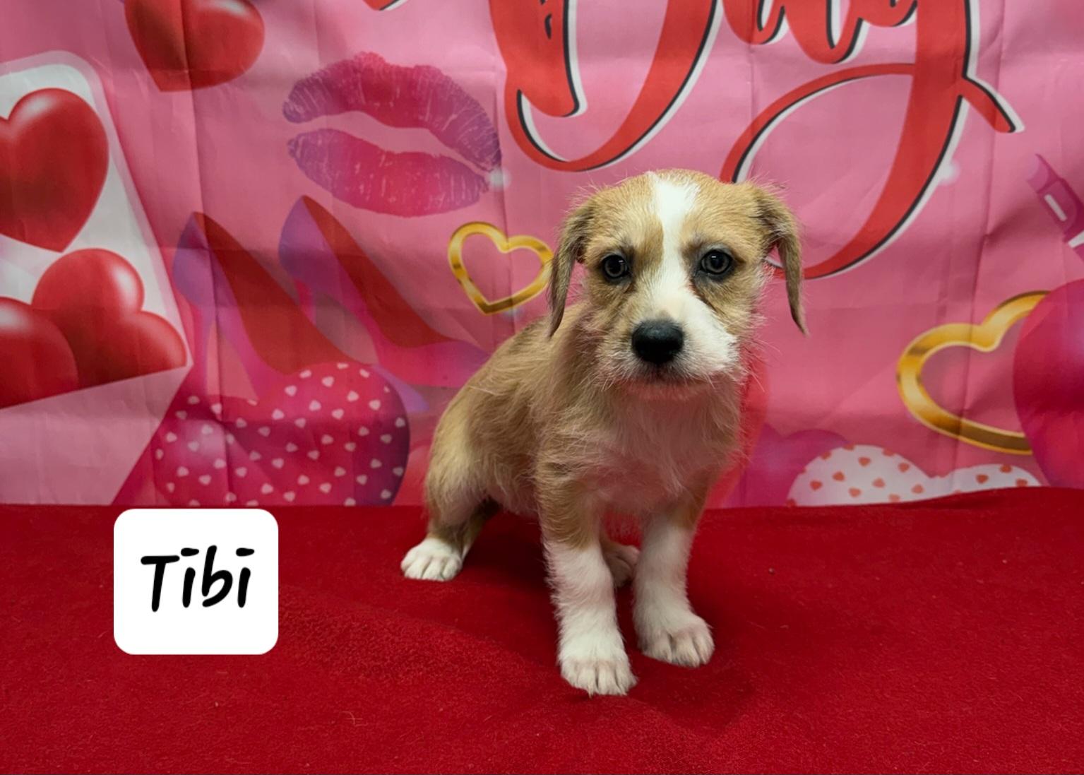 Enlarge Tibi, an adopted mixed breed in Urbana, OH image 1/1