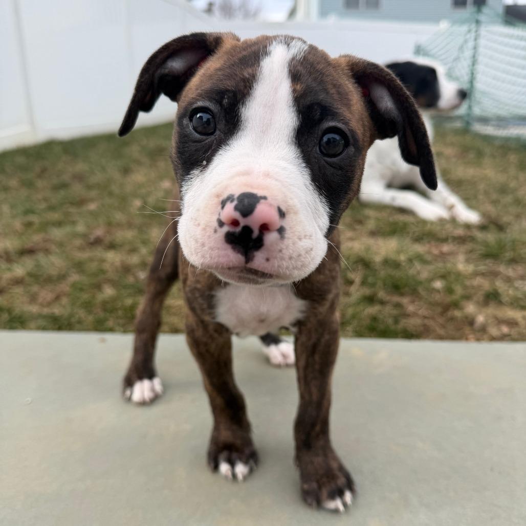 Alice — thumbnail 2