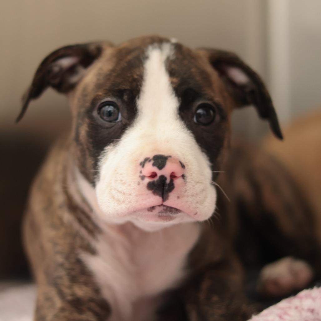 Alice — thumbnail 3