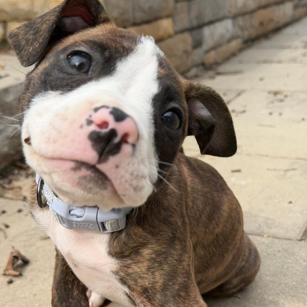 Alice — thumbnail 4