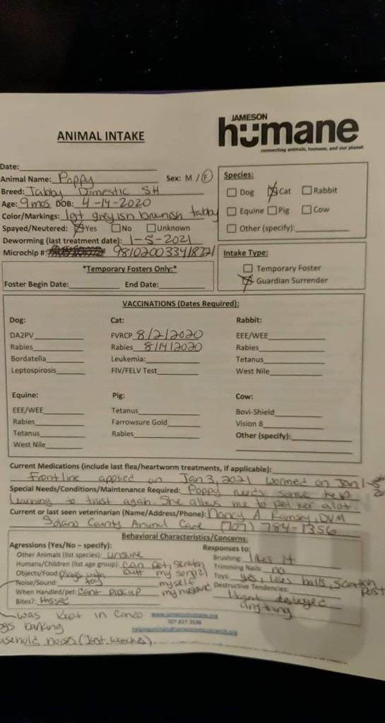 Enlarge Sophie, a Adoptable mixed breed in Napa, CA image 4/6