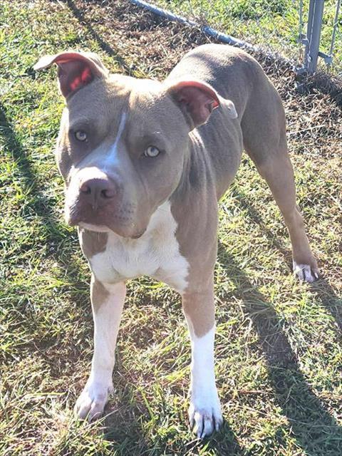 LEO, Adoptable, Adult Male American Staffordshire Terrier.