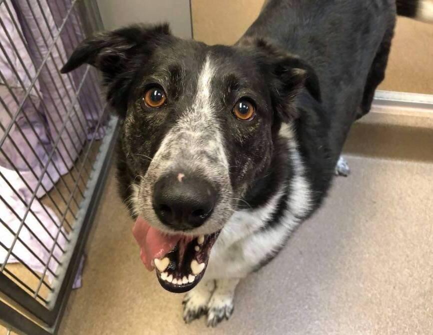 Enlarge Lyka, a Adoptable mixed breed in Didsbury, AB image 1/1