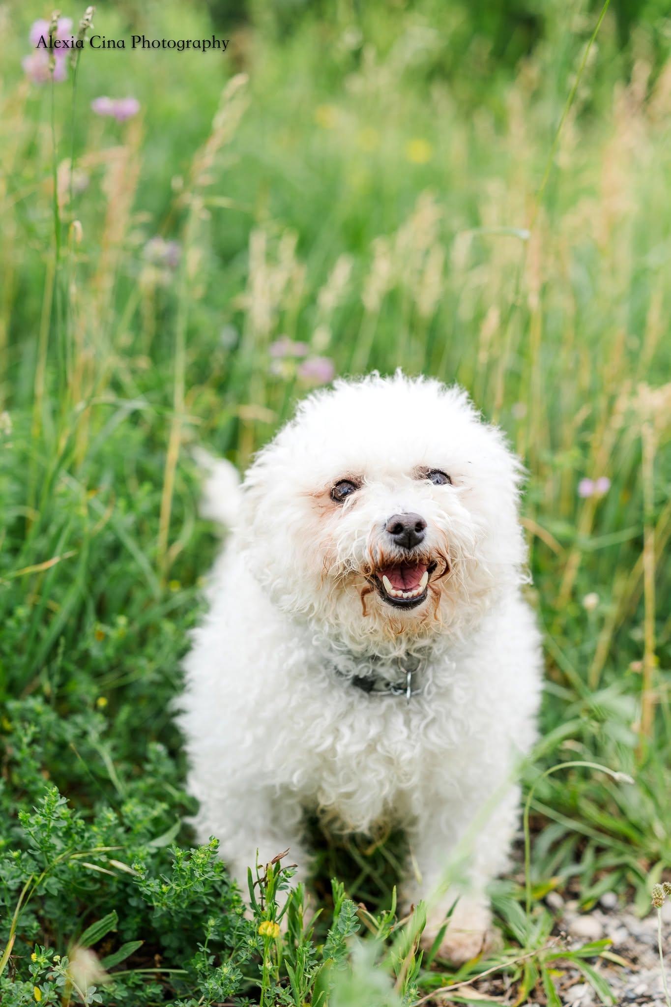 Enlarge Snow White, a ADOPTABLE Bichon Frise in Drumbo, ON image 1/4