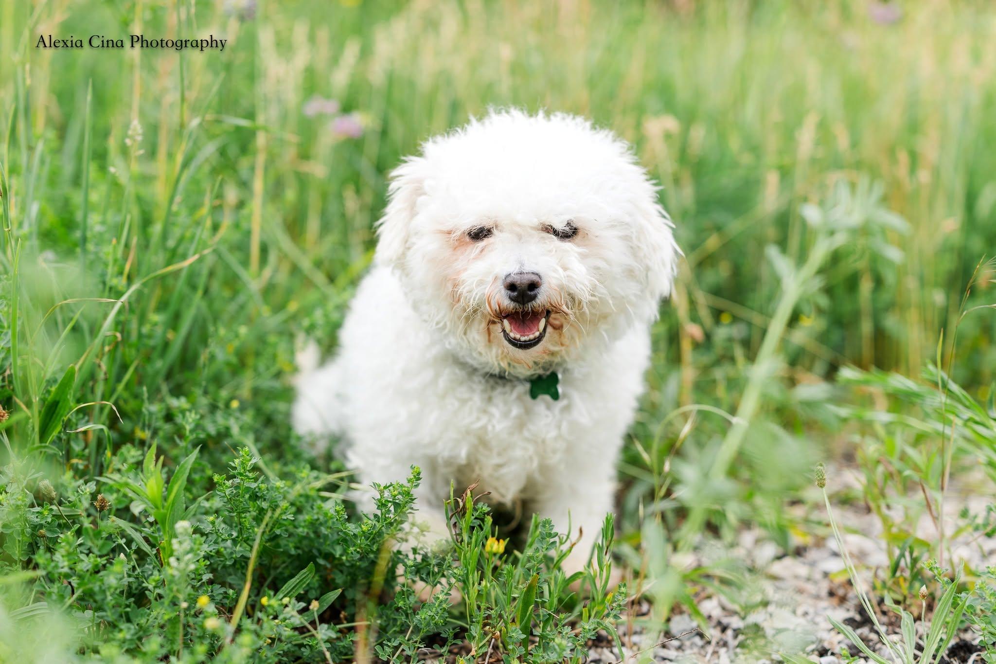 Enlarge Snow White, a ADOPTABLE Bichon Frise in Drumbo, ON image 4/4