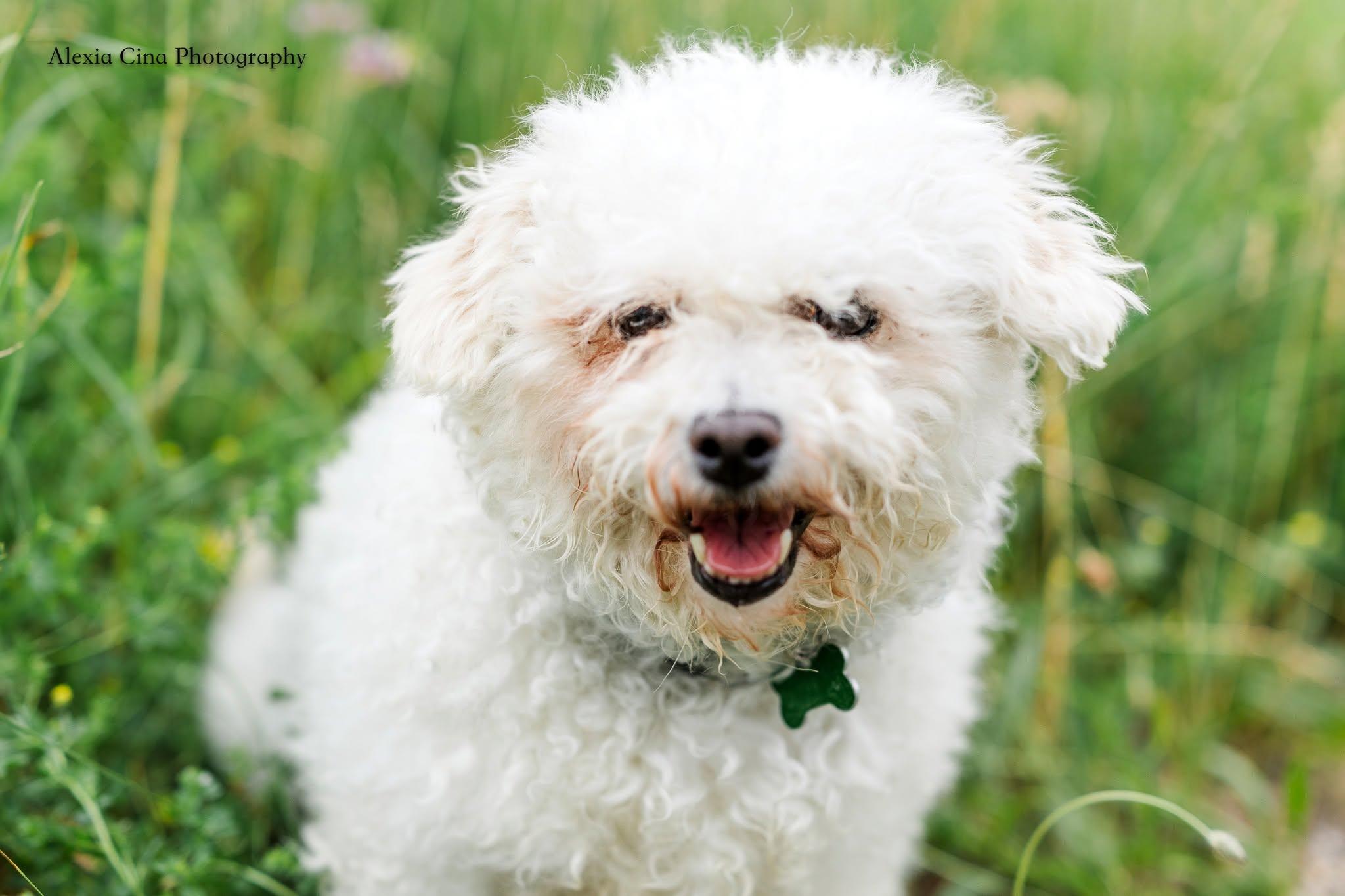 Enlarge Snow White, a ADOPTABLE Bichon Frise in Drumbo, ON image 3/4