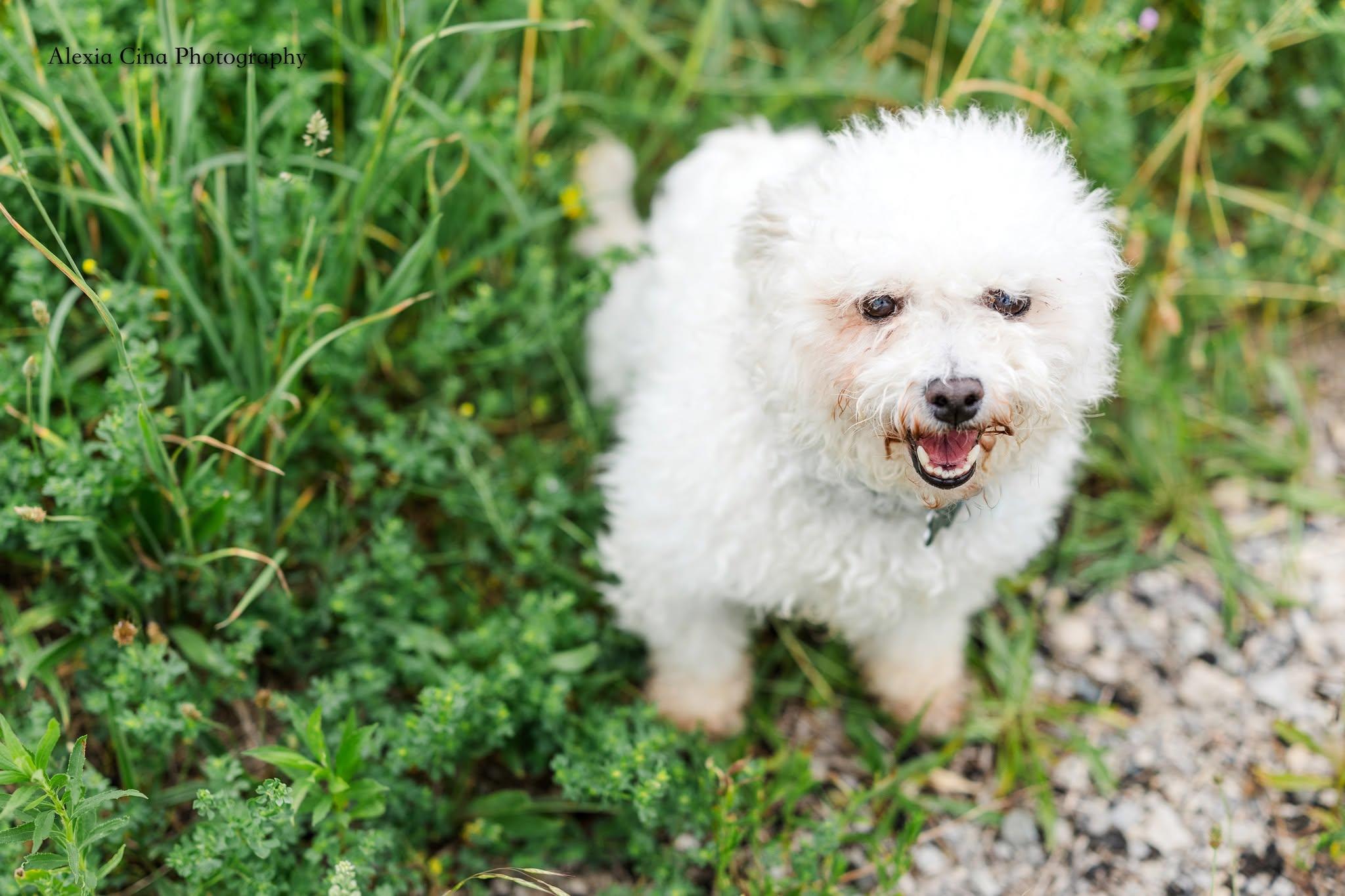 Enlarge Snow White, a ADOPTABLE Bichon Frise in Drumbo, ON image 2/4