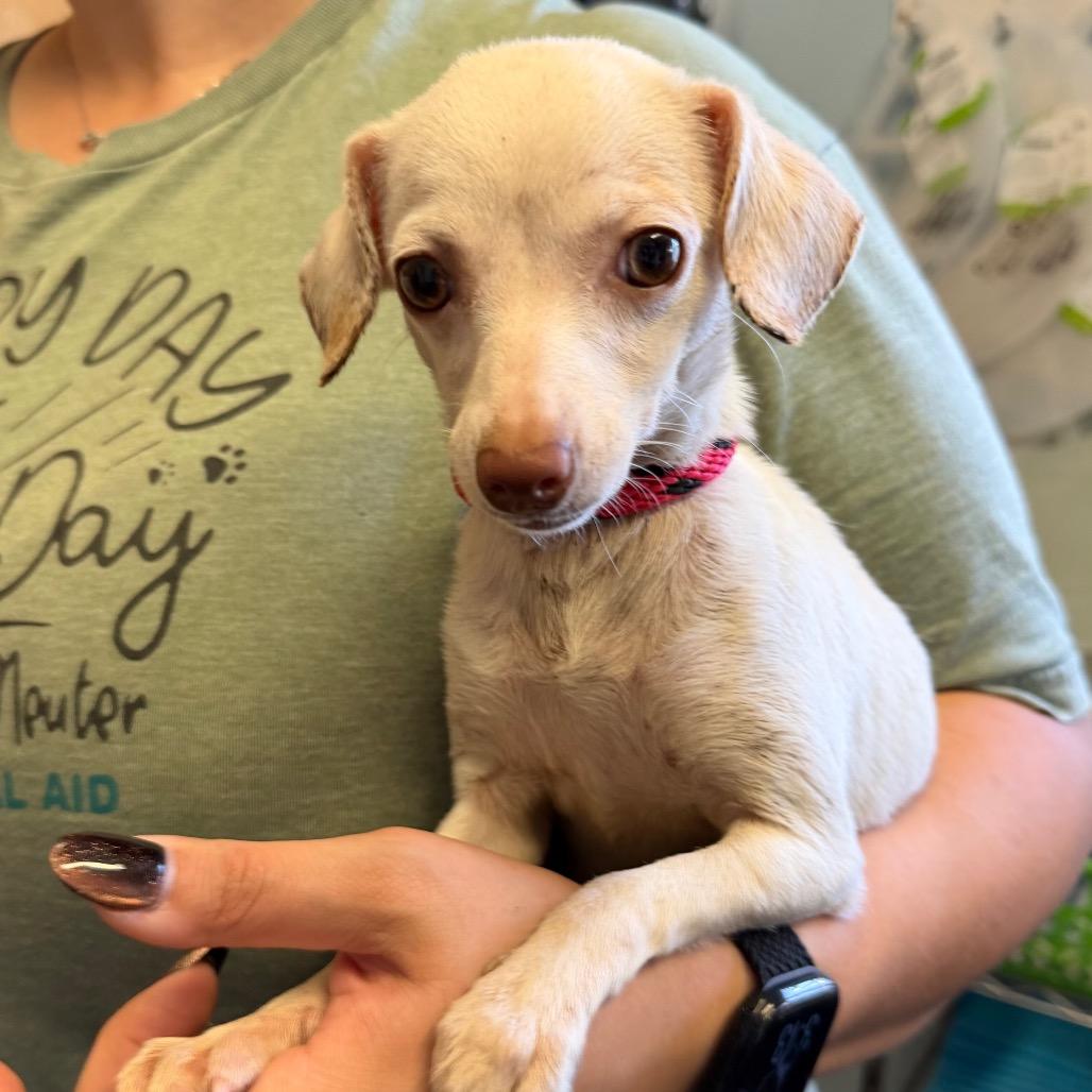 Queen Size, Adoptable, Puppy Female Chihuahua & Mixed Breed.