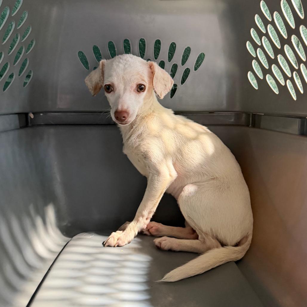 Enlarge Queen Size, a Adoptable mixed breed in Carencro, LA image 2/2