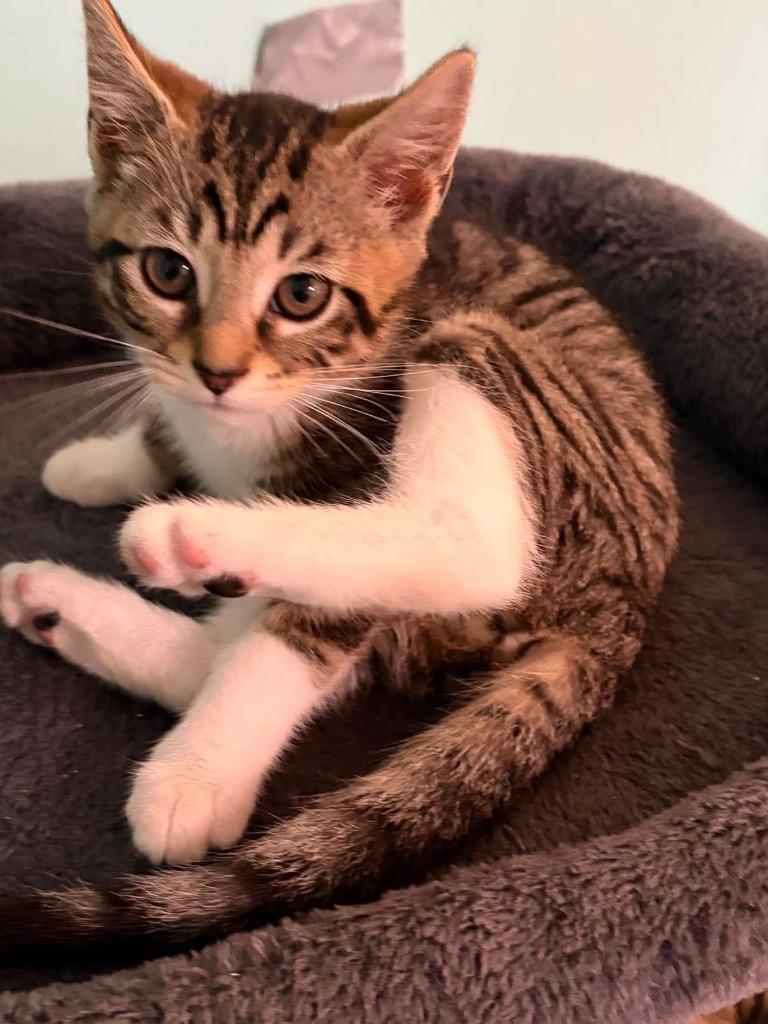 Stella, Adoptable, Kitten Female Abyssinian.