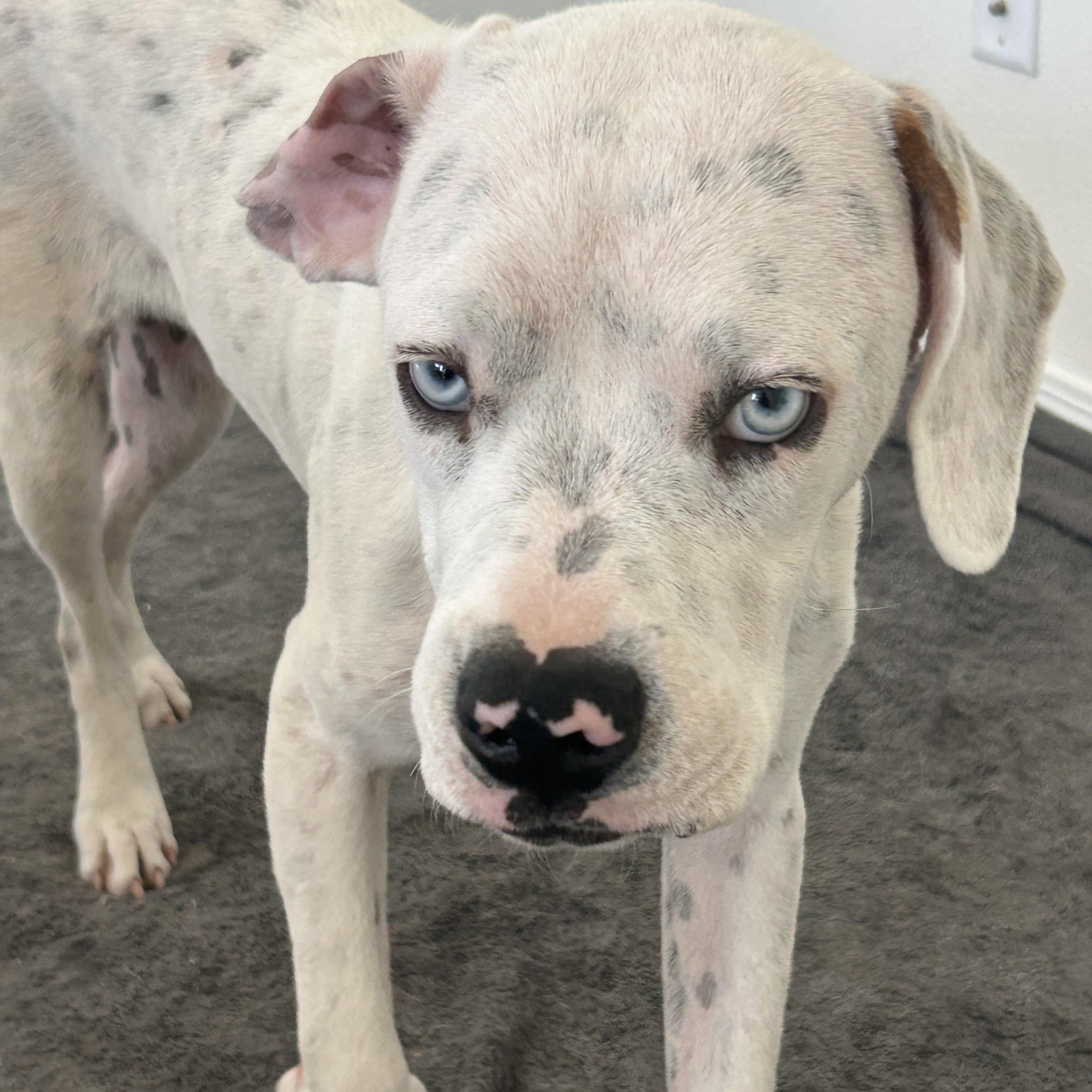 Cooper (local in San Diego)