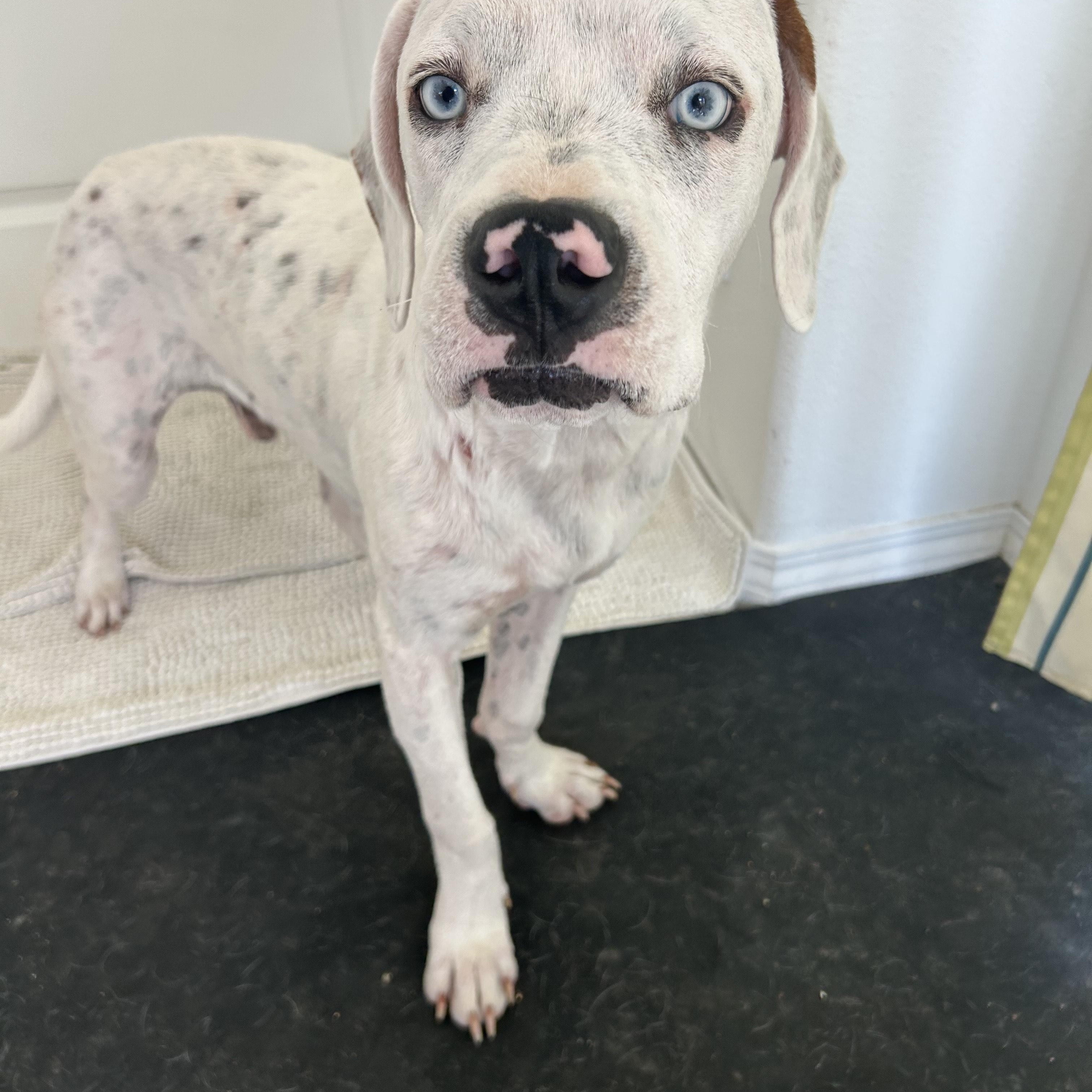 Cooper (local in San Diego)